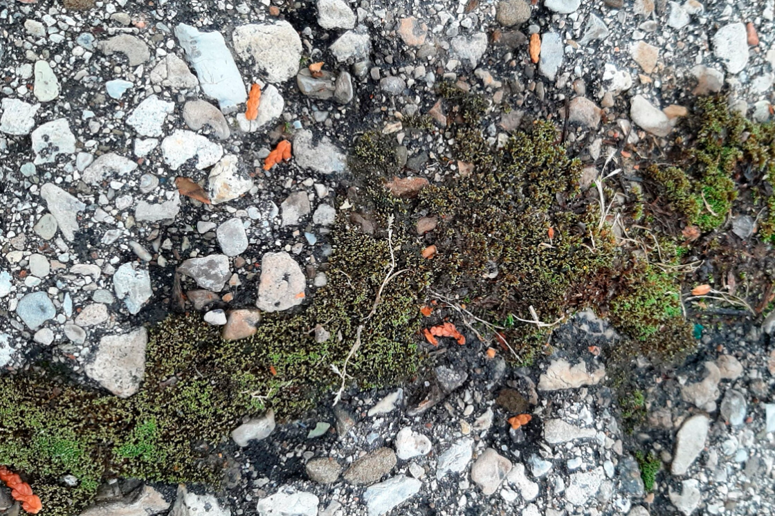 A photo of moss and rocks from above. 