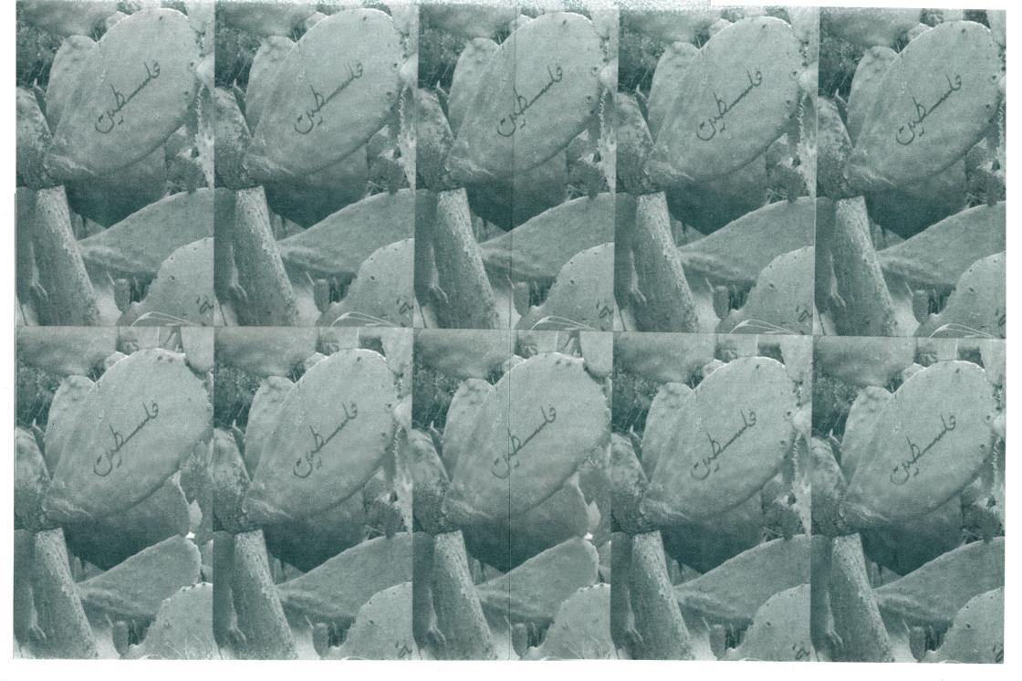This is a section of Wanda Nanibush's billboard, "We Return". It features a repeated image of a nopal cactus with the inscription in Arabi of the word "Falastine". The print is in dark green risograph ink. 