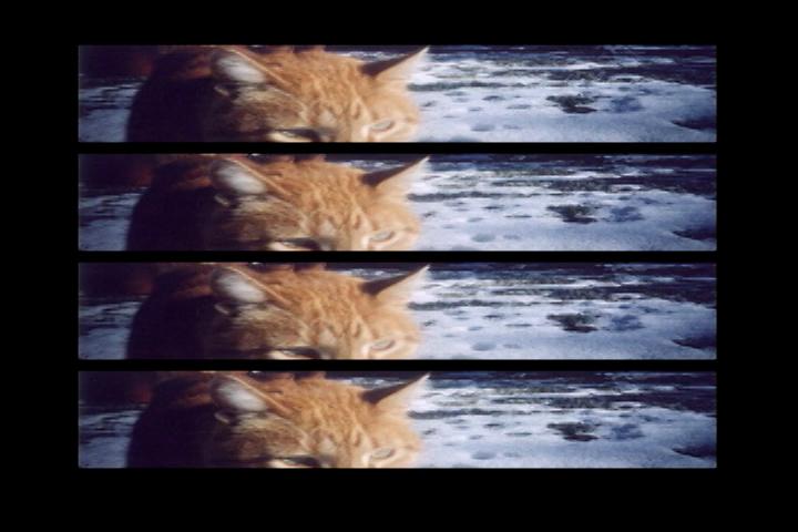 Nobody Knows_Midi Onodera_Web